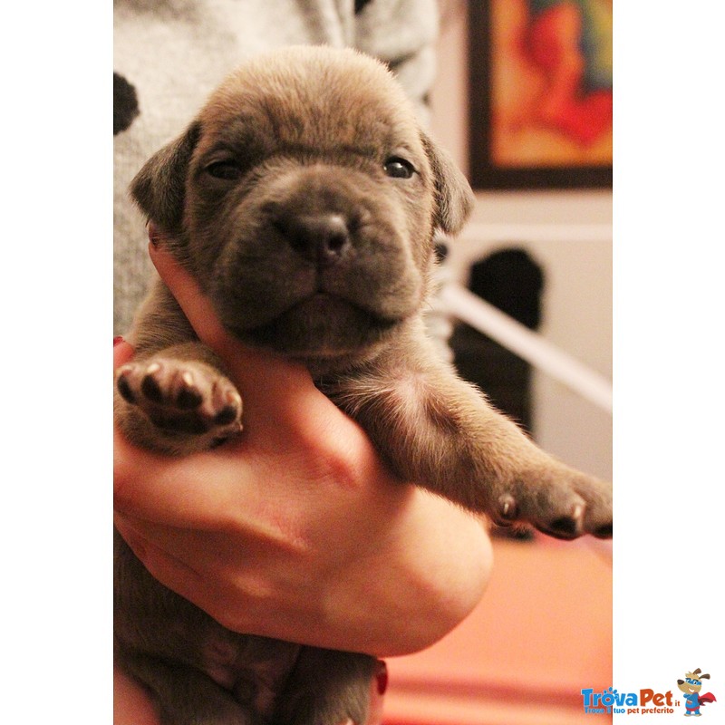 Cuccioli cane Corso - Foto n. 9