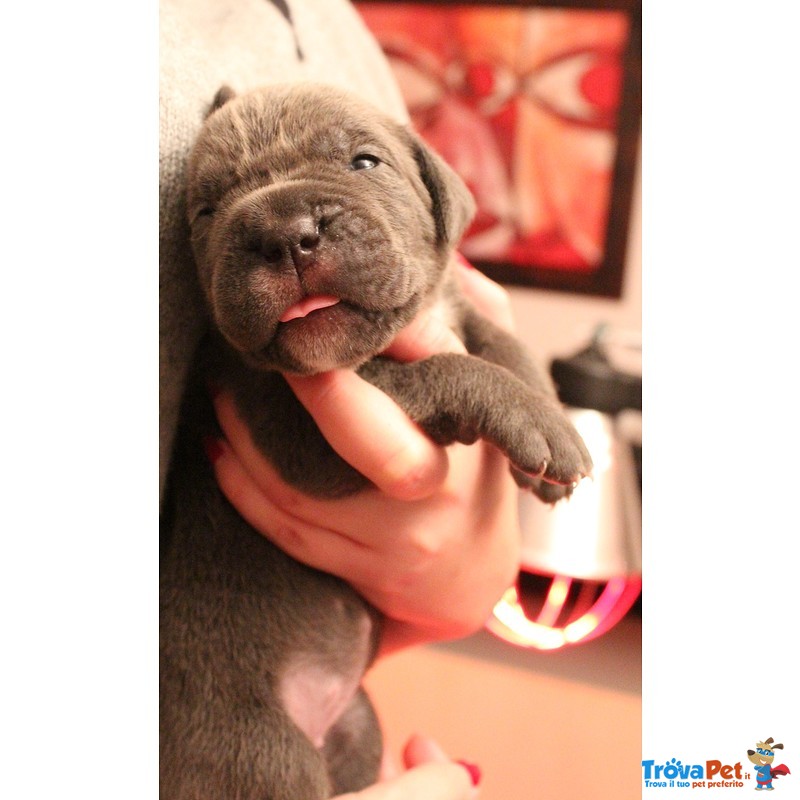 Cuccioli cane Corso - Foto n. 10