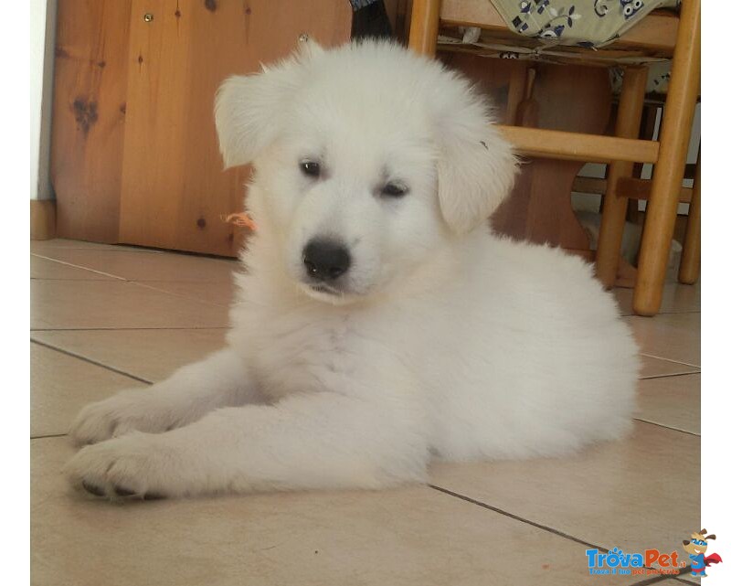 Ultimi Cuccioli di Pastore Svizzero Bianco - Foto n. 1