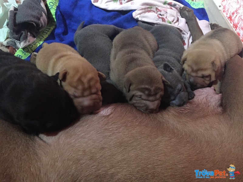 Cuccioli shar pei con Pedigree Certificato Enci - Foto n. 1