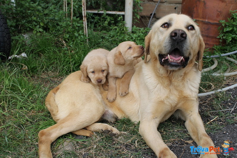 Cuccioli Maschi di Labrador Color Miele 50 Giorni - Foto n. 2
