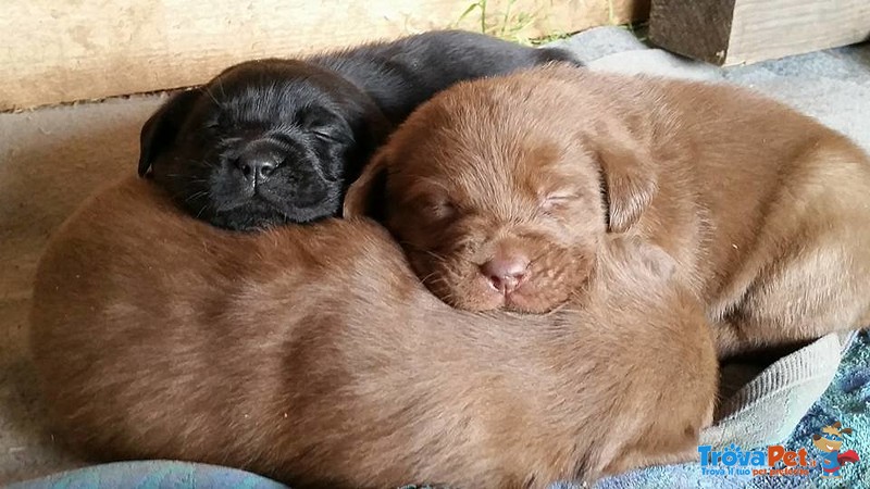 Cuccioli Labrador - Foto n. 1