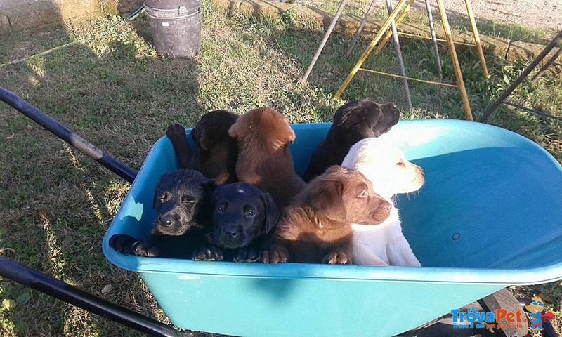 Cuccioli Labrador - Foto n. 4