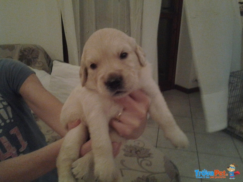 Cuccioli Golden Retrivers - Foto n. 1