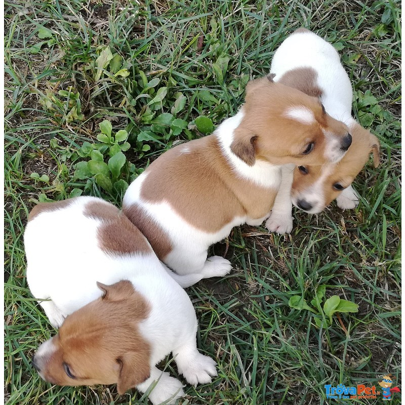 Jack Russell Cuccioli n 3382950085 - Foto n. 1