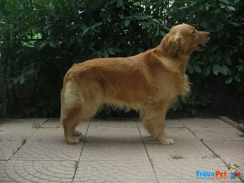 Cuccioli Golden Retrivers - Foto n. 2