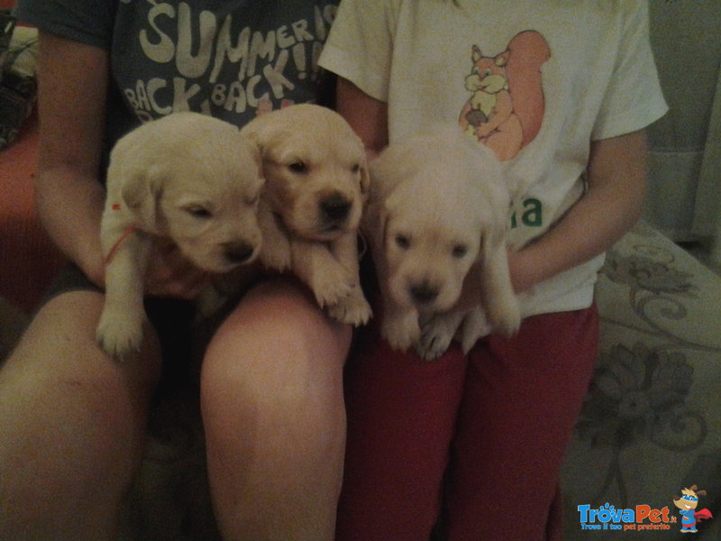 Cuccioli Golden Retrivers - Foto n. 3