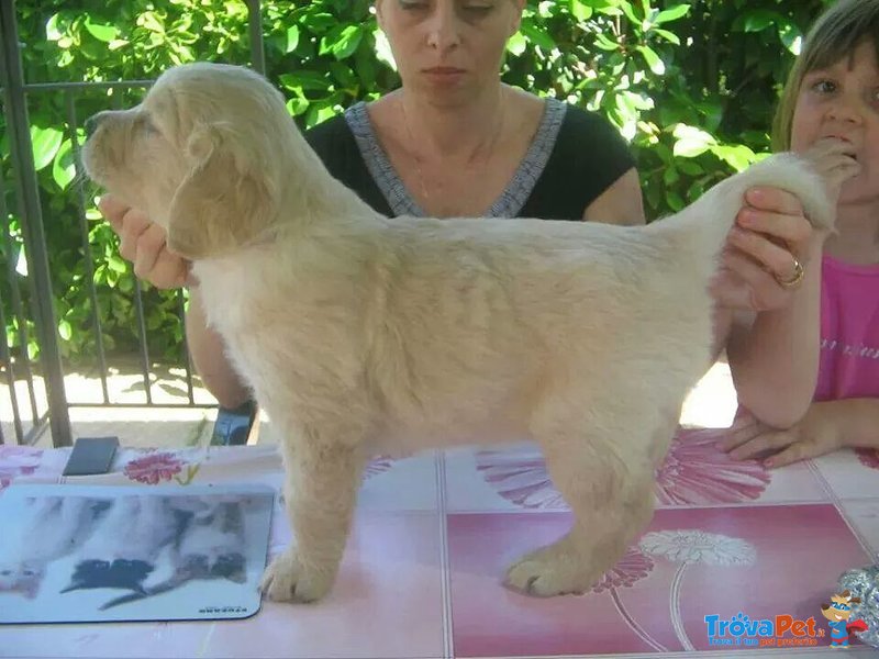 Cuccioli Golden Retrivers - Foto n. 4