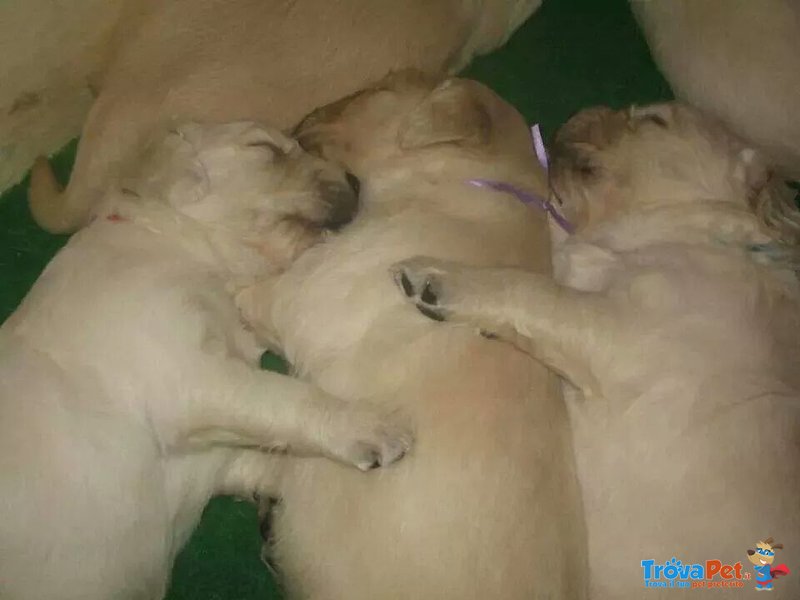 Cuccioli Golden Retrivers - Foto n. 5