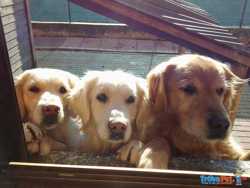 Cuccioli Golden Retrivers - Foto n. 8