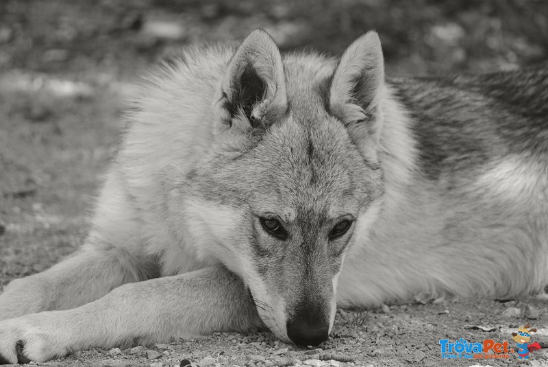 Cuccioli di lupo Cecoslovacco in Tutta Italia - Foto n. 2