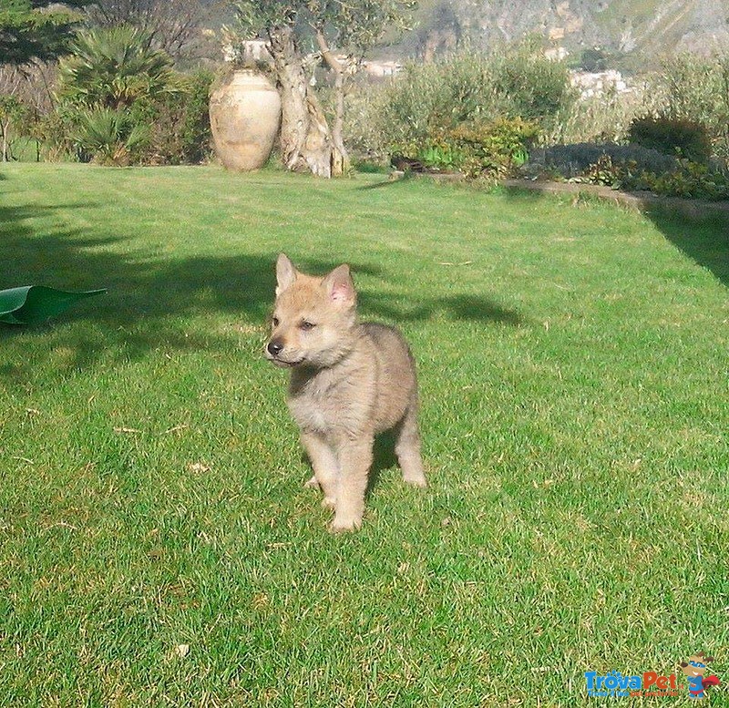Cuccioli di lupo Cecoslovacco in Tutta Italia - Foto n. 5