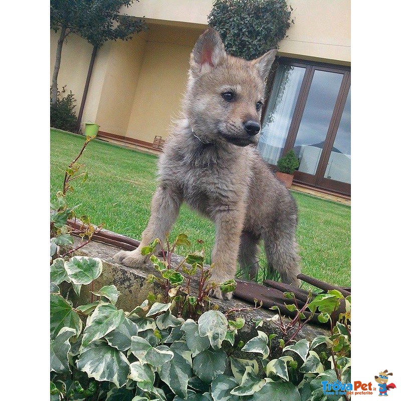 Cuccioli di lupo Cecoslovacco in Tutta Italia - Foto n. 6