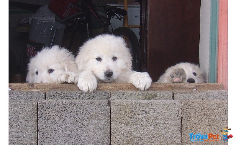 Cuccioli Pastore Maremmano Pedigree - Foto n. 2