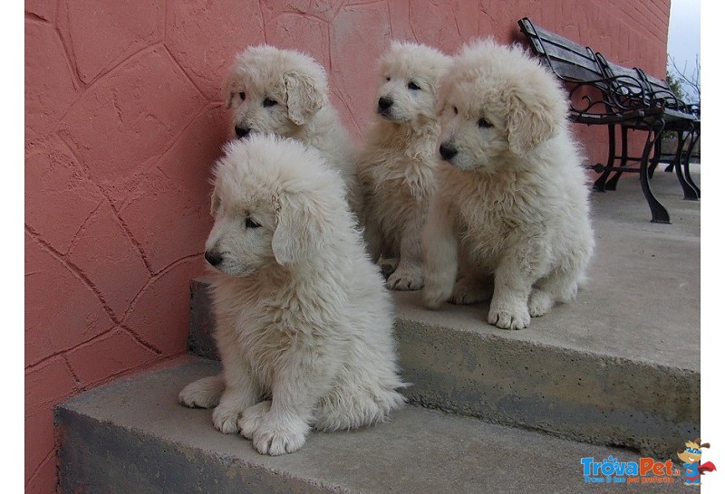 Cuccioli Pastore Maremmano Pedigree - Foto n. 3