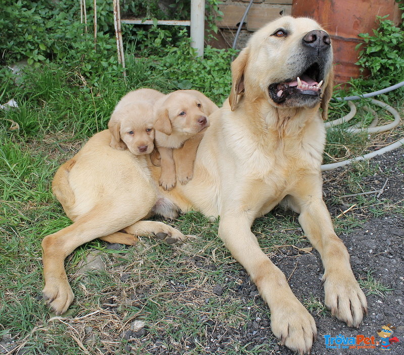 Cuccioli Maschi di Labrador Color Miele 50 Giorni - Foto n. 4
