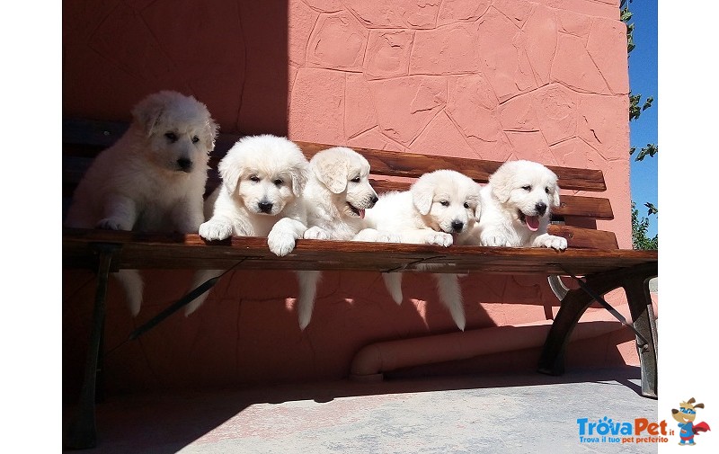 Cuccioli Pastore Maremmano Pedigree - Foto n. 4