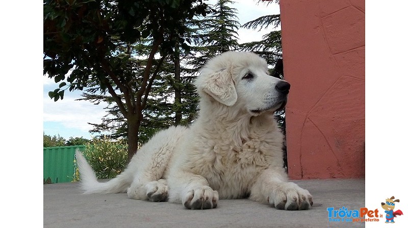 Cuccioli Pastore Maremmano Pedigree - Foto n. 7