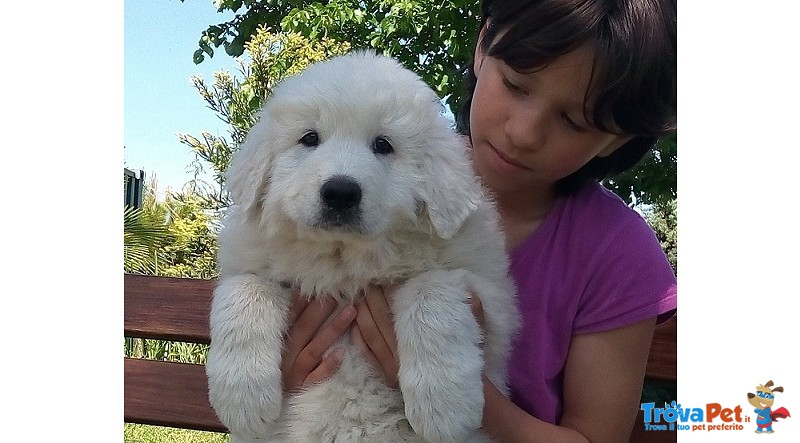 Cuccioli Pastore Maremmano Pedigree - Foto n. 8