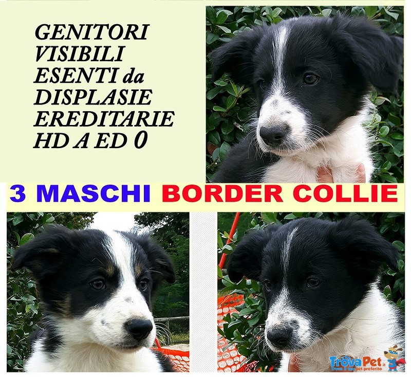 Border Collie - Foto n. 1