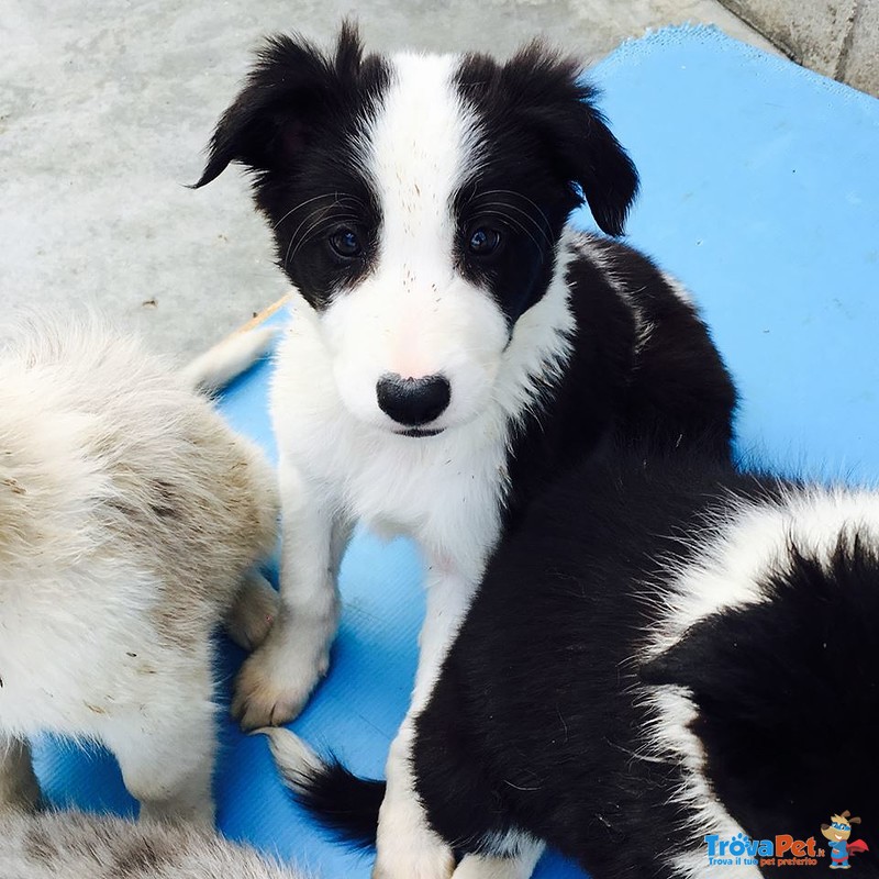 Cuccioli di Border Collie - Foto n. 1