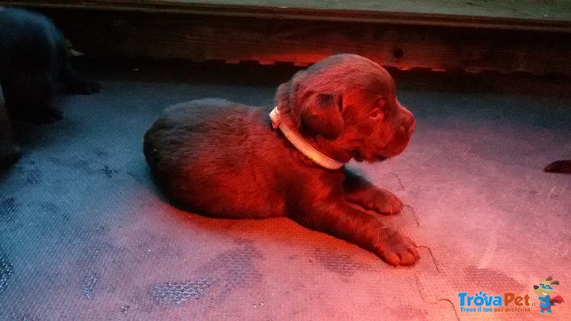 Cuccioli di Labrador con Pedigree Pronti a Natale! - Foto n. 3