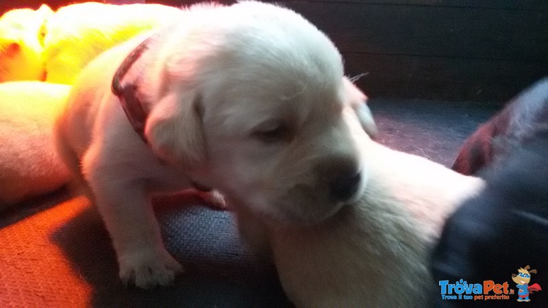 Cuccioli di Labrador con Pedigree Pronti a Natale! - Foto n. 4