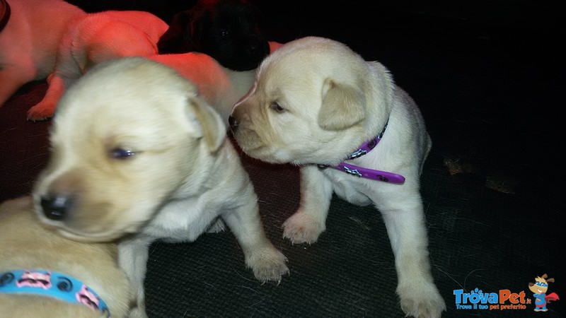 Cuccioli di Labrador con Pedigree Pronti a Natale! - Foto n. 5