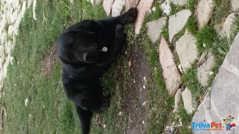 Cuccioli di Labrador con Pedigree Pronti a Natale! - Foto n. 6