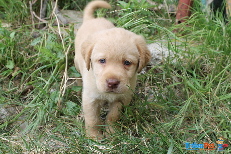 Cuccioli Maschi di Labrador Color Miele 50 Giorni - Foto n. 5