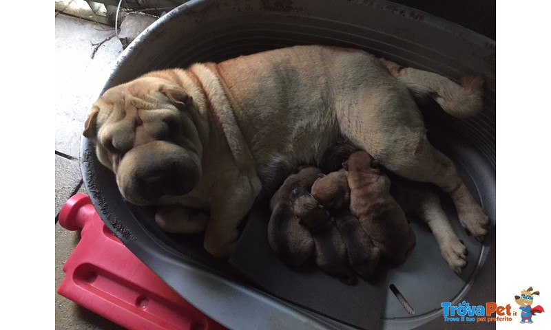 Shar pei Cuccioli - Foto n. 1