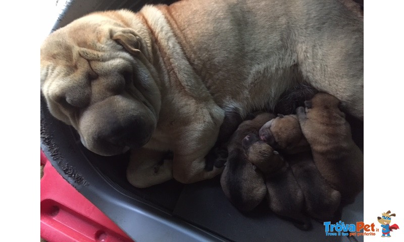 Shar pei Cuccioli - Foto n. 2