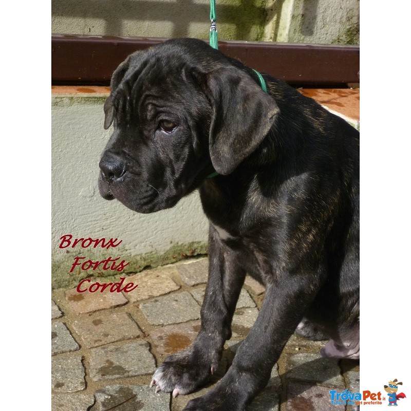 Cane Corso Cuccioli Selezionati - Foto n. 1