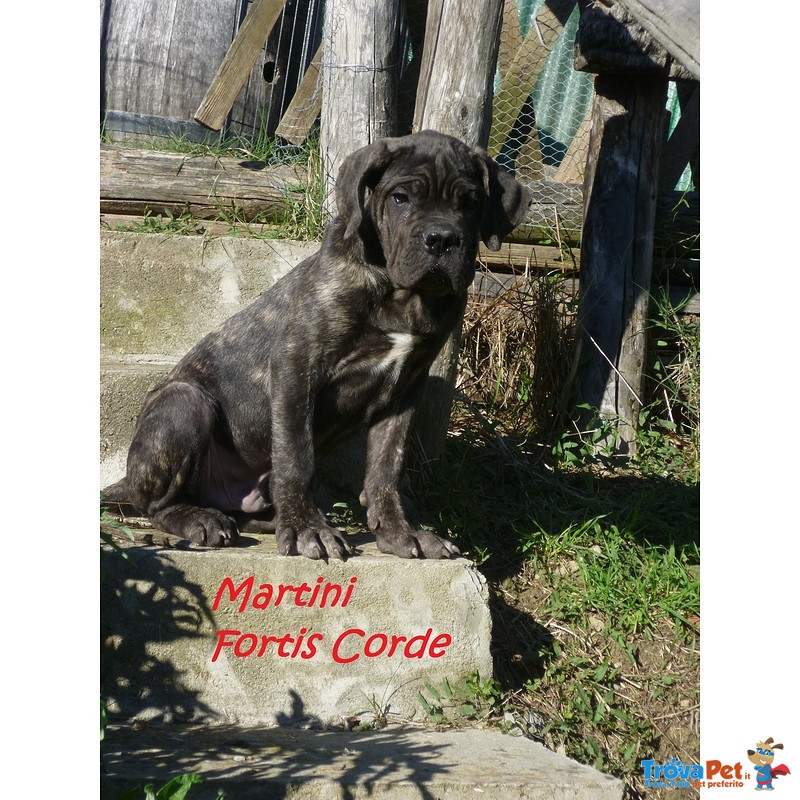 Cane Corso Cuccioli Selezionati - Foto n. 2