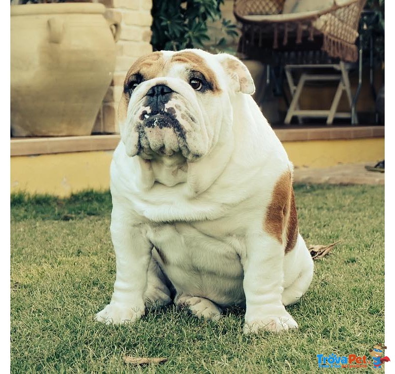 Bulldog Inglese - Foto n. 3