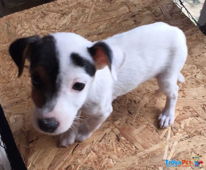 Magnifici Cuccioli di jack Russell - Foto n. 2