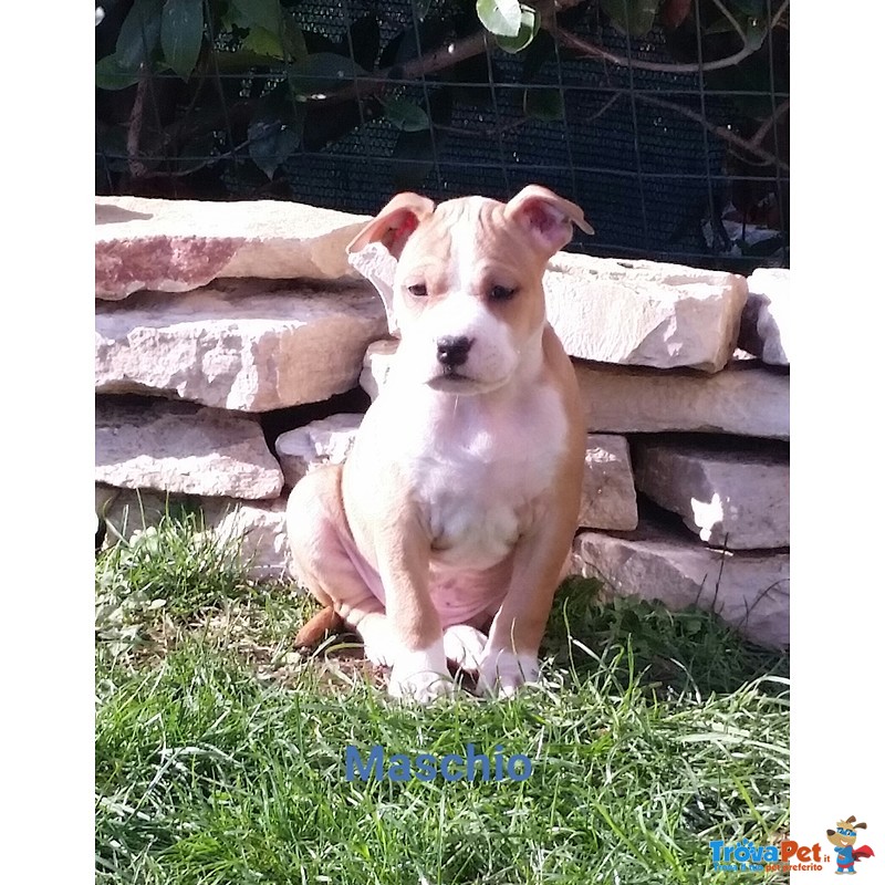 American Staffordshire Terrier - Foto n. 1