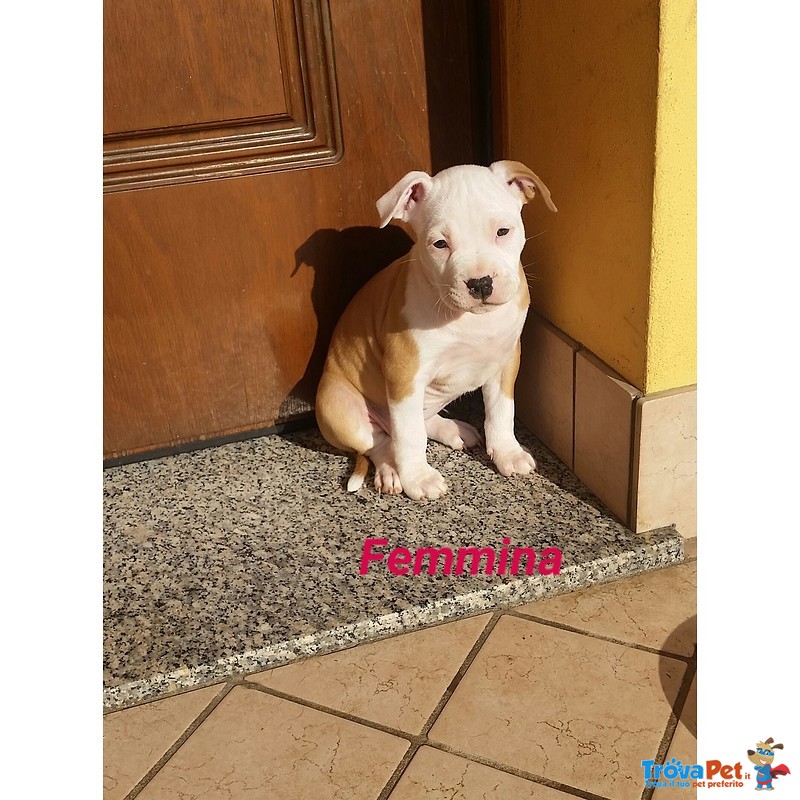 American Staffordshire Terrier - Foto n. 5