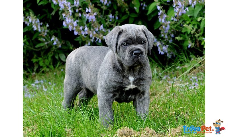 Splendidi Cuccioli di cane Corso - Foto n. 1