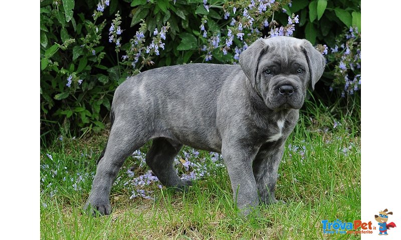 Splendidi Cuccioli di cane Corso - Foto n. 2