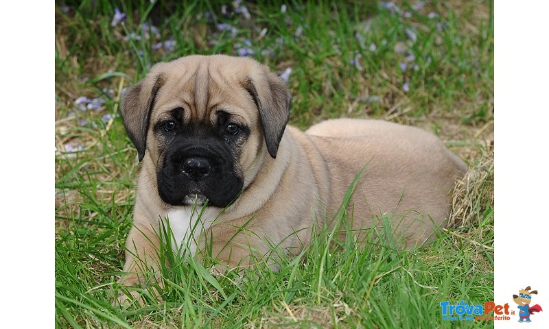 Splendidi Cuccioli di cane Corso - Foto n. 3