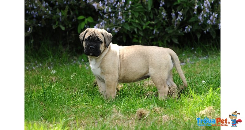 Splendidi Cuccioli di cane Corso - Foto n. 4