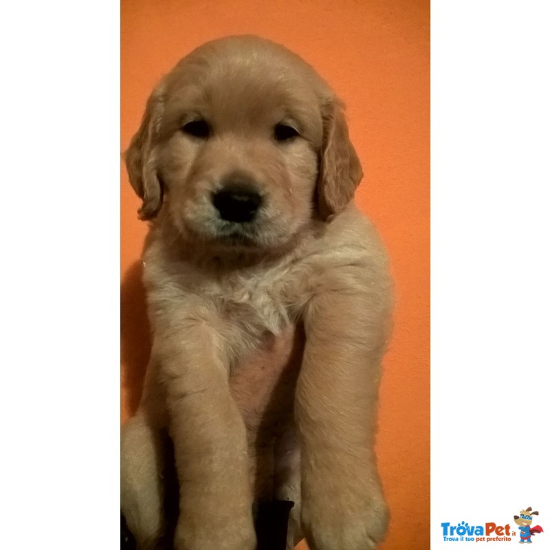 Cucciolata di Golden Retriever - Foto n. 7