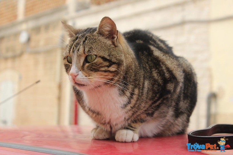 Duco Micione Tigrato di Circa 3 Anni - Foto n. 3