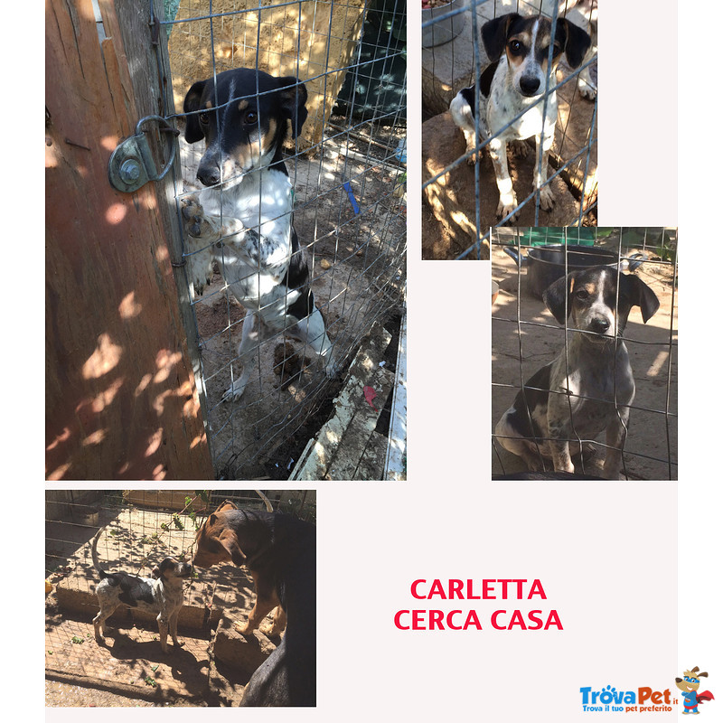 La Dolce Carletta - Foto n. 1