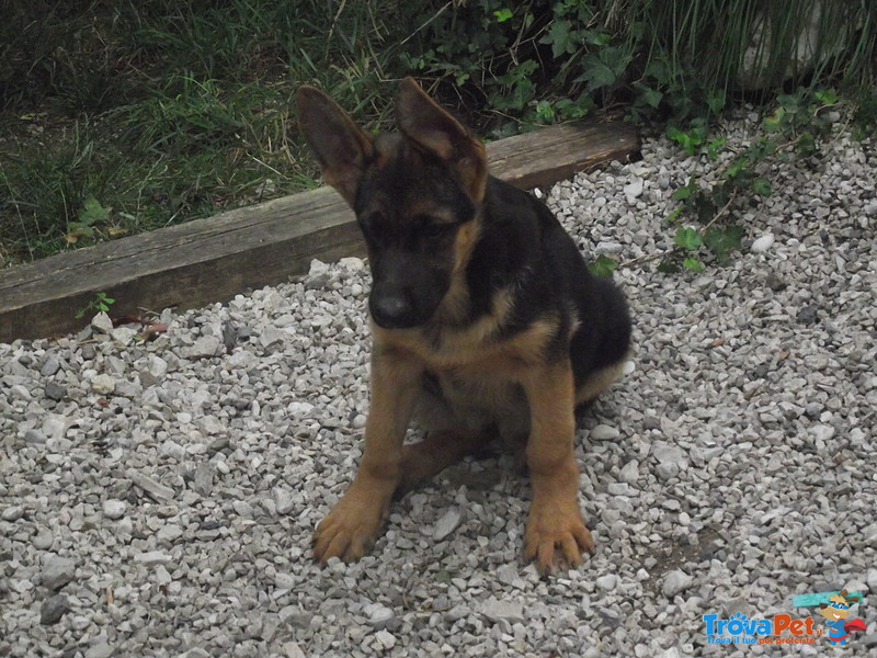 Cuccioli Pastore Tedesco - Foto n. 1