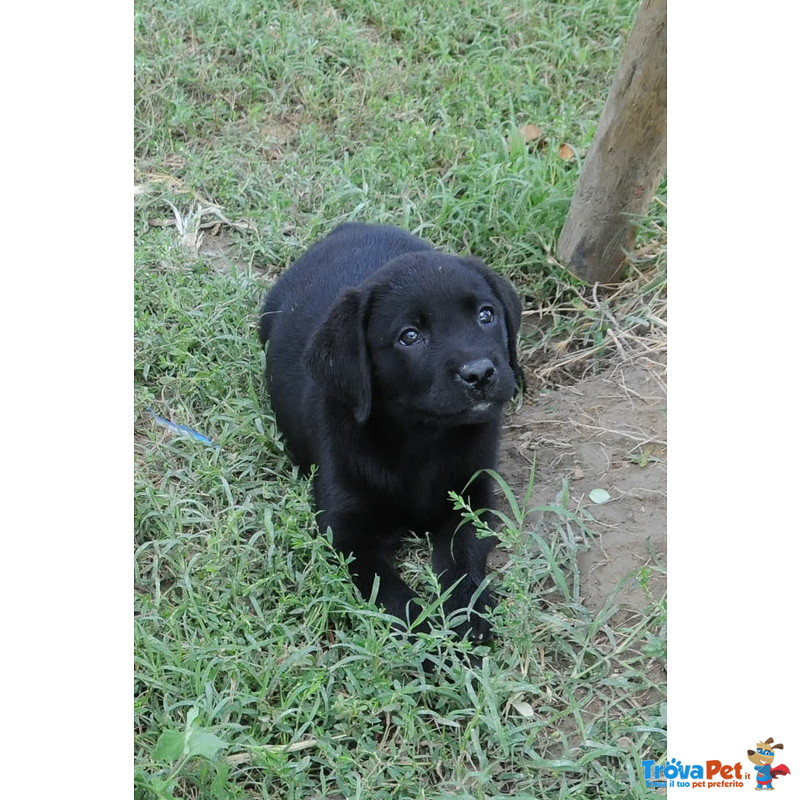 Cuccioli di Labrador Neri - Foto n. 1