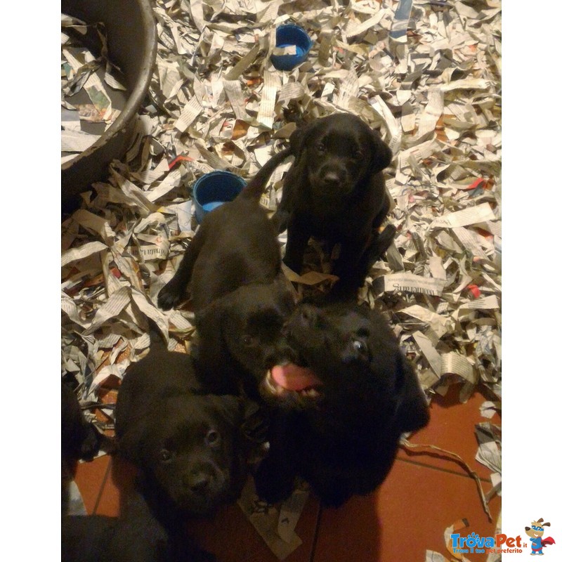 Cuccioli di Labrador Neri - Foto n. 2