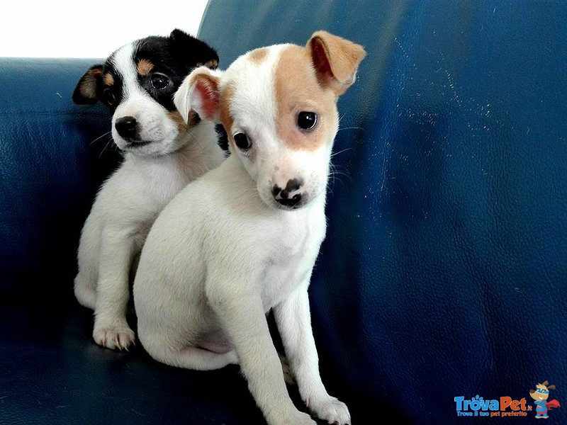 Cuccioli di jack Russel Terrier - Foto n. 5