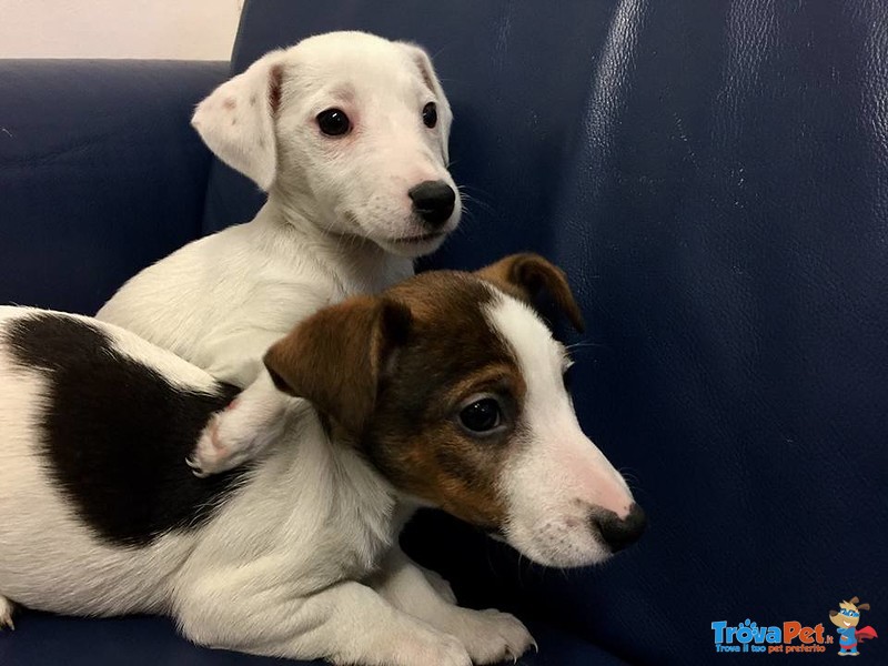 Cuccioli di jack Russel Terrier - Foto n. 6